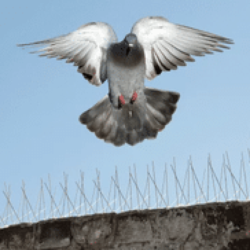 BirdGuardServicesPage